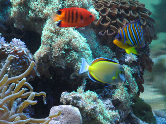 RO Filtered Water for Freshwater and Saltwater Aquariums